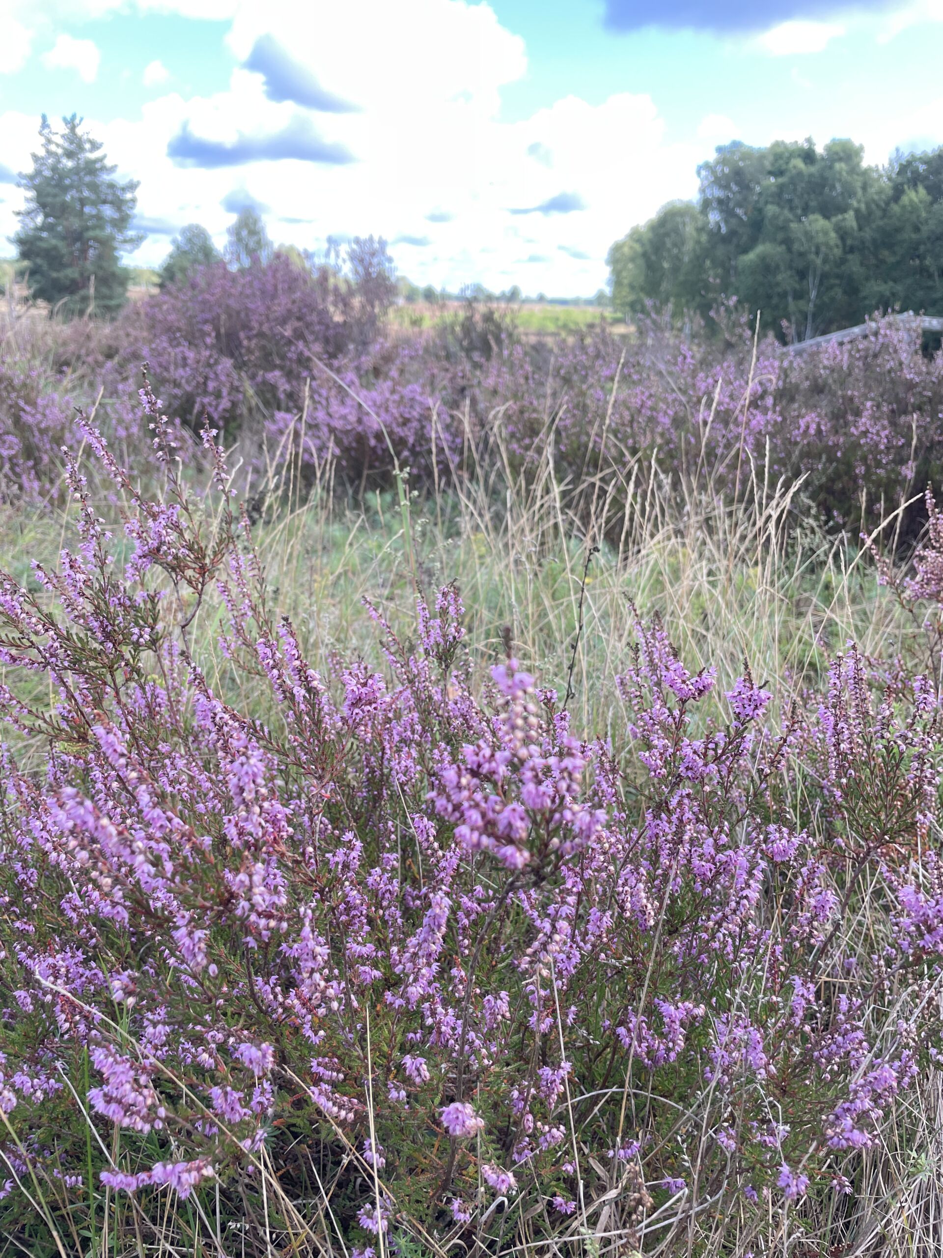 Heide